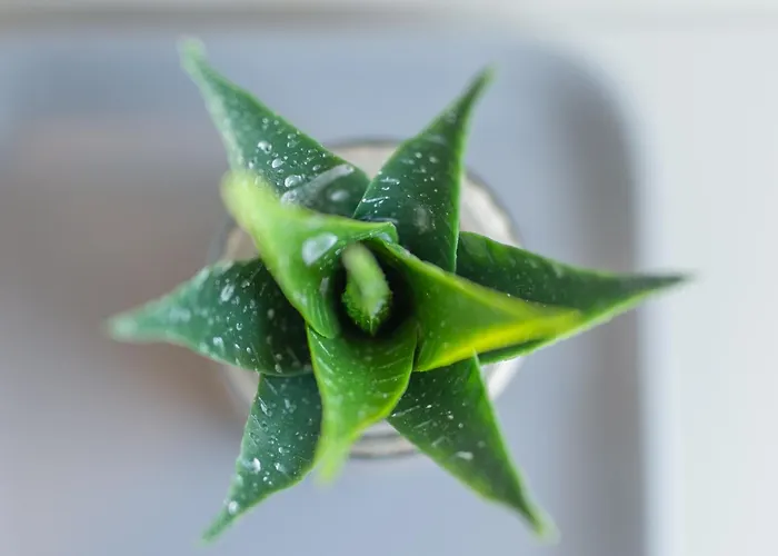 Vila La Piccola Severina